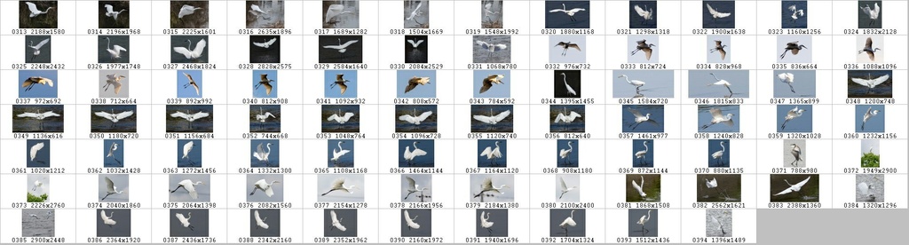 鳥のポーズ・素材集 サギ編