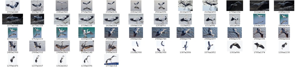 鳥のポーズ・素材集 サギ編