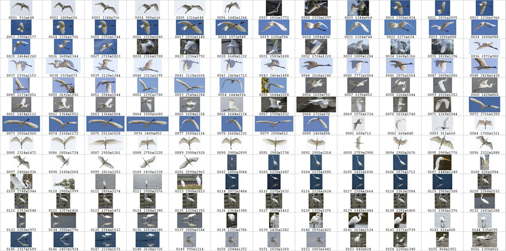 鳥のポーズ・素材集 サギ編