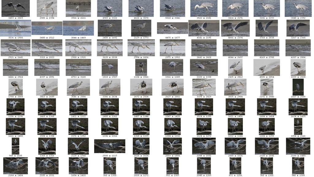 鳥のポーズ・素材集 サギ編