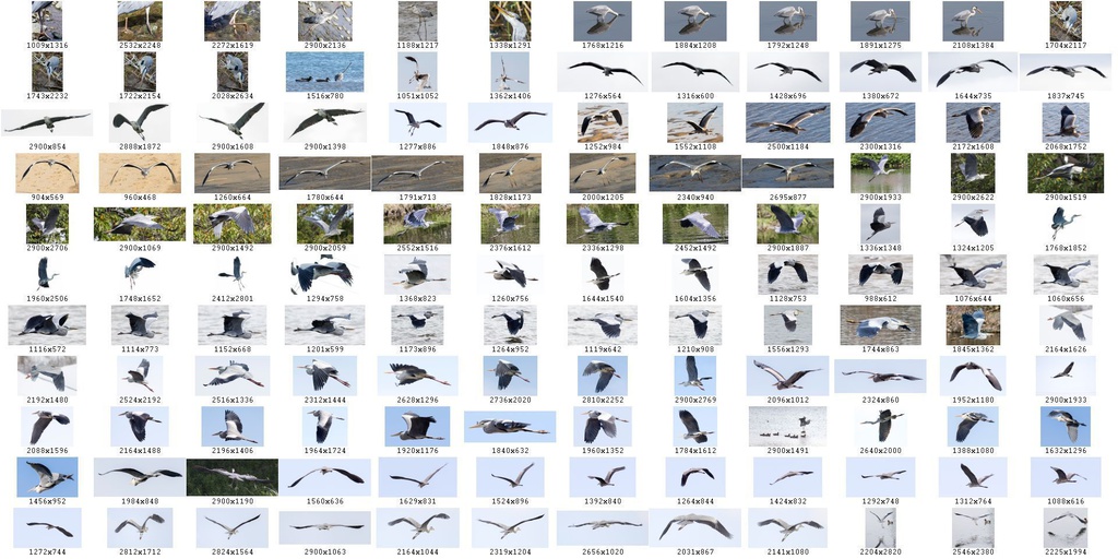 鳥のポーズ・素材集 サギ編