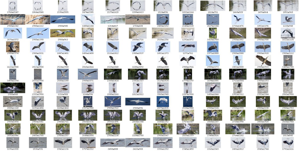 鳥のポーズ・素材集 サギ編