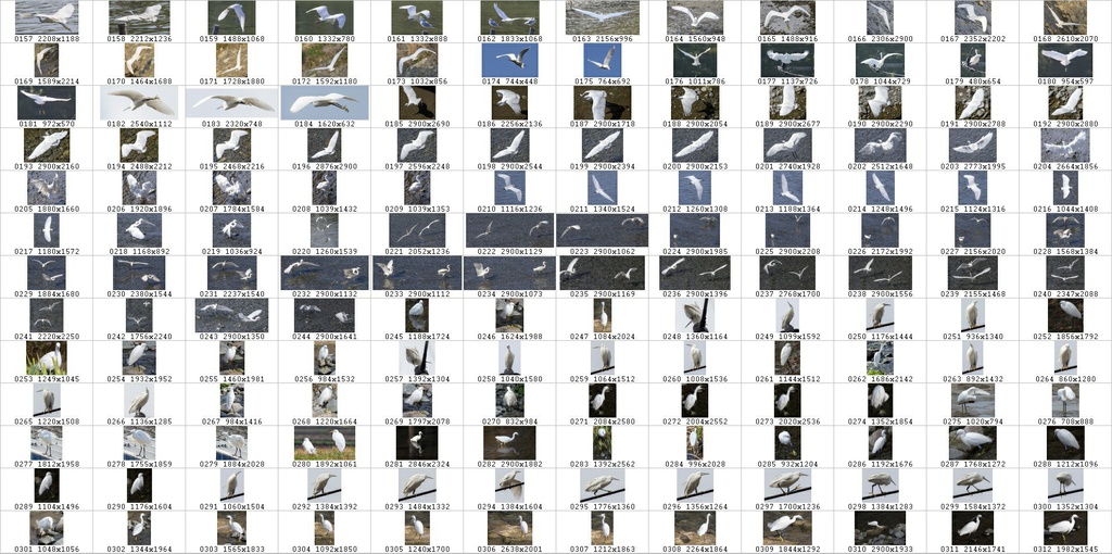 鳥のポーズ・素材集 サギ編