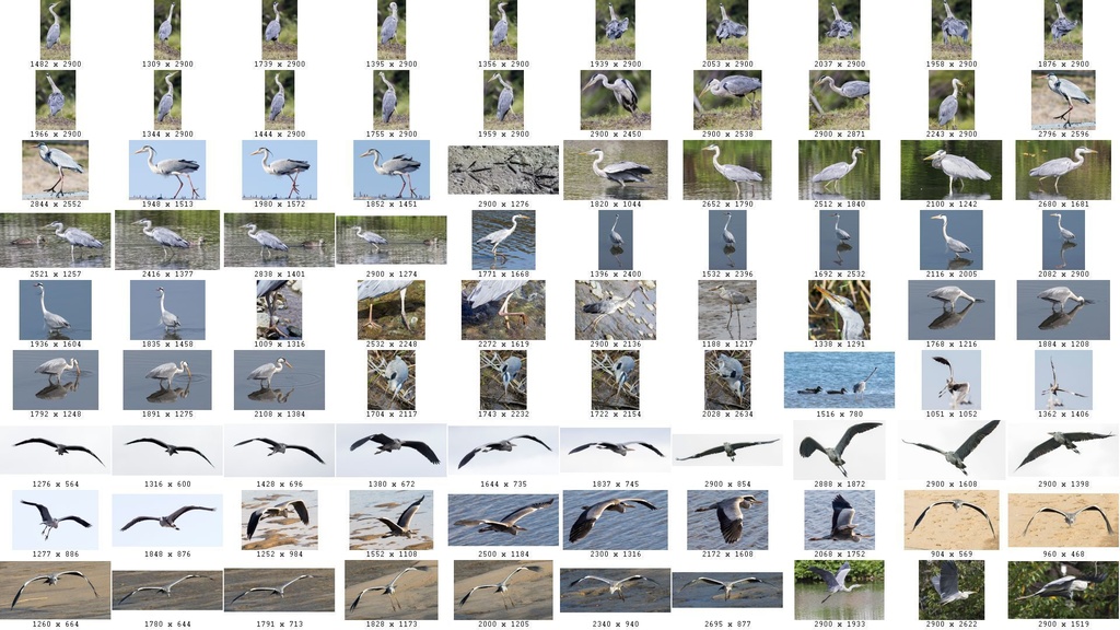 鳥のポーズ・素材集 サギ編