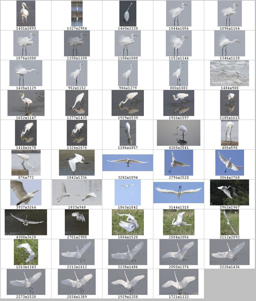 鳥のポーズ・素材集 サギ編