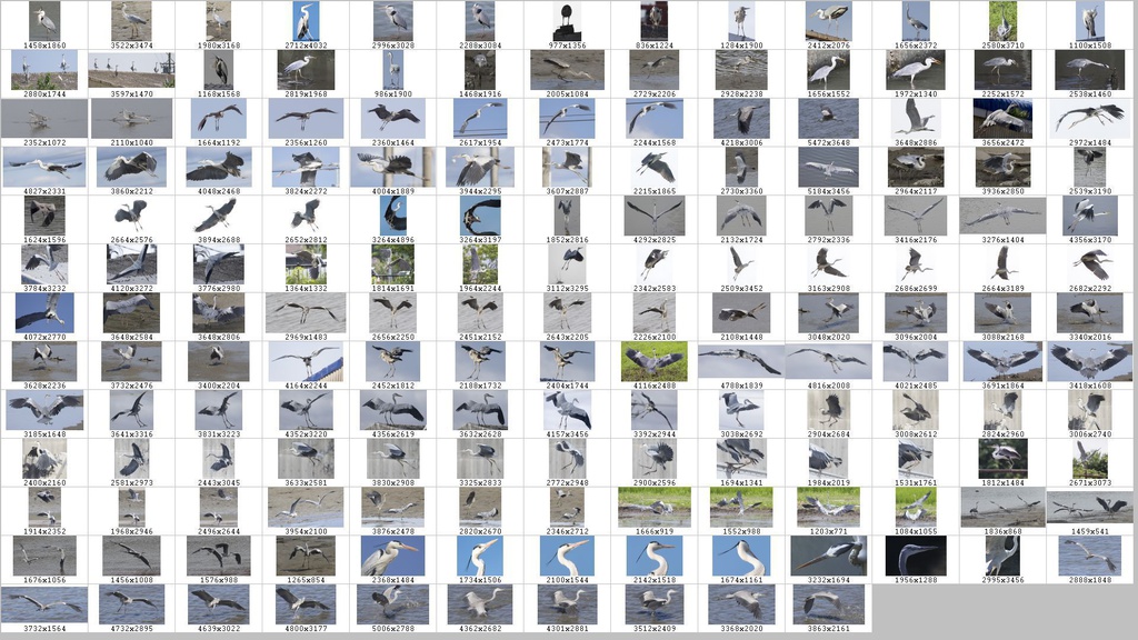 鳥のポーズ・素材集 サギ編