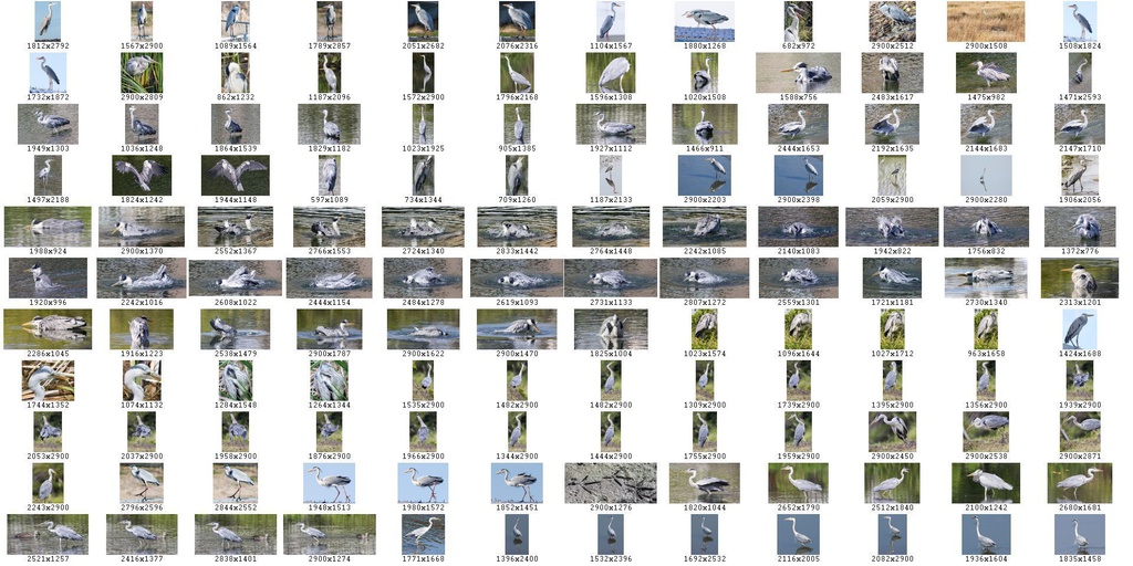 鳥のポーズ・素材集 サギ編