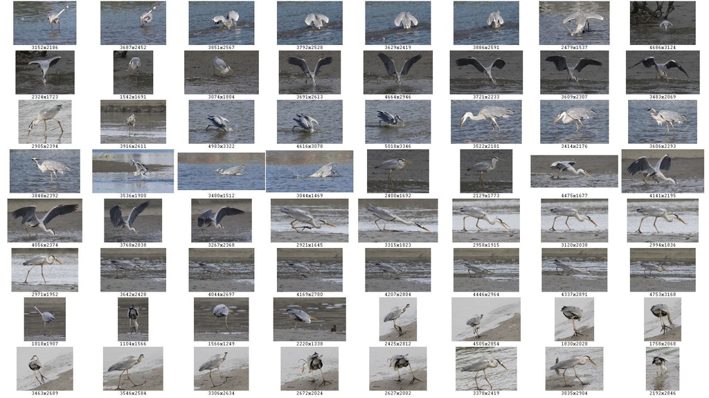 鳥のポーズ・素材集 サギ編