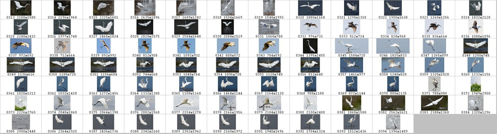 鳥のポーズ・素材集 サギ編