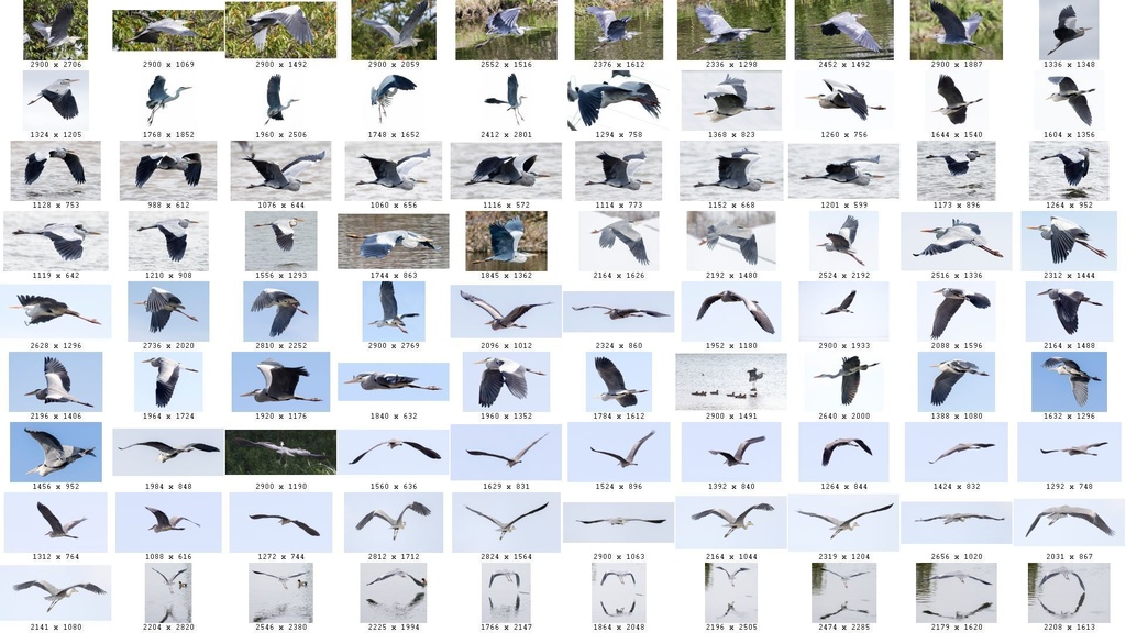 鳥のポーズ・素材集 サギ編