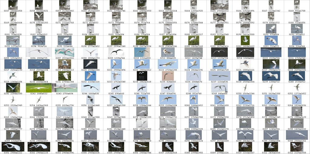 鳥のポーズ・素材集 サギ編