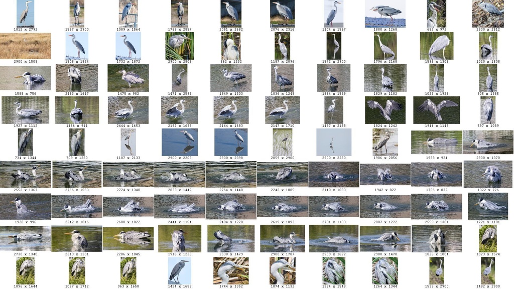 鳥のポーズ・素材集 サギ編