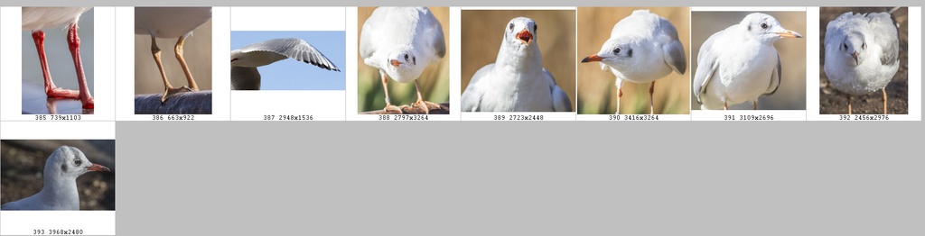 鳥のポーズ・素材集 ユリカモメ編