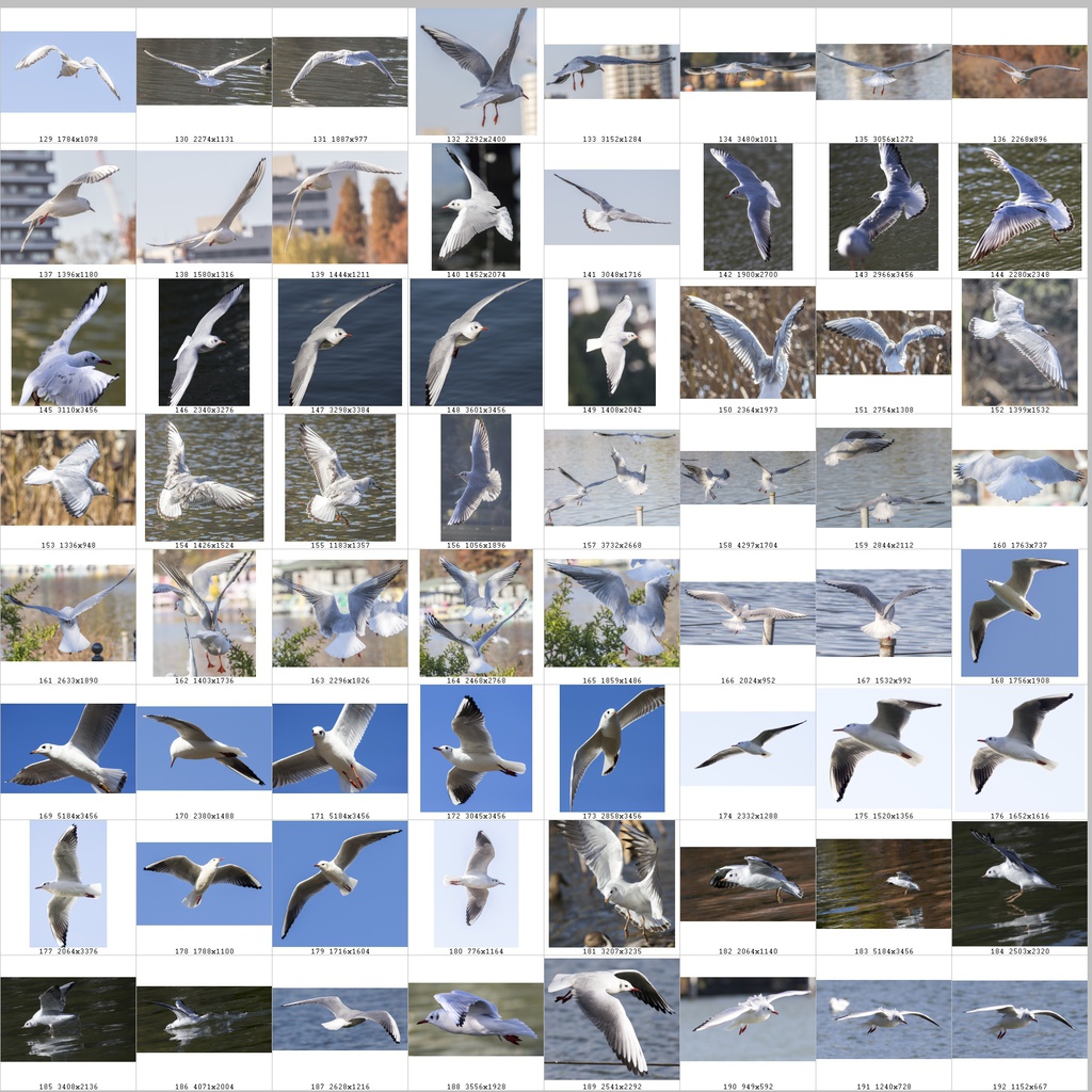 鳥のポーズ・素材集 ユリカモメ編