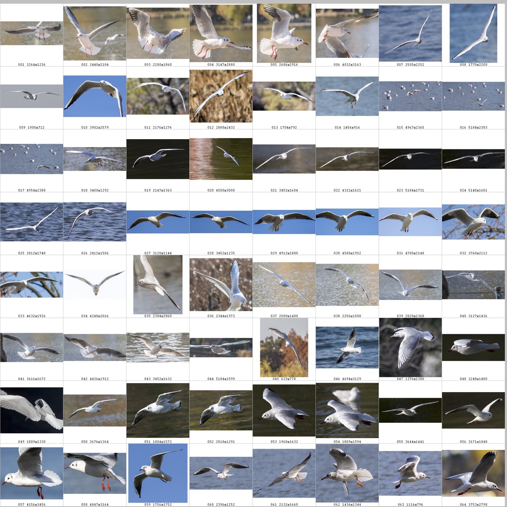 鳥のポーズ・素材集 ユリカモメ編