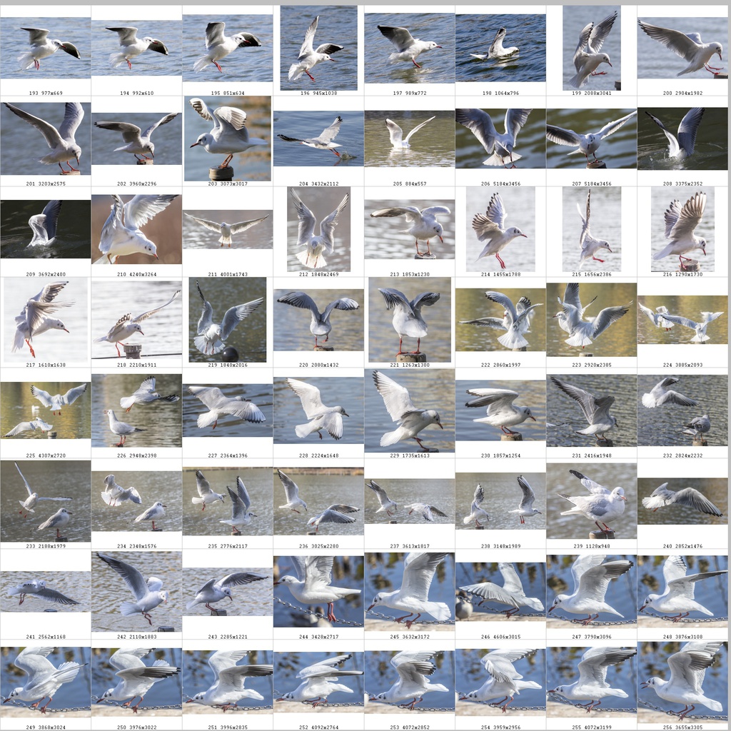 鳥のポーズ・素材集 ユリカモメ編