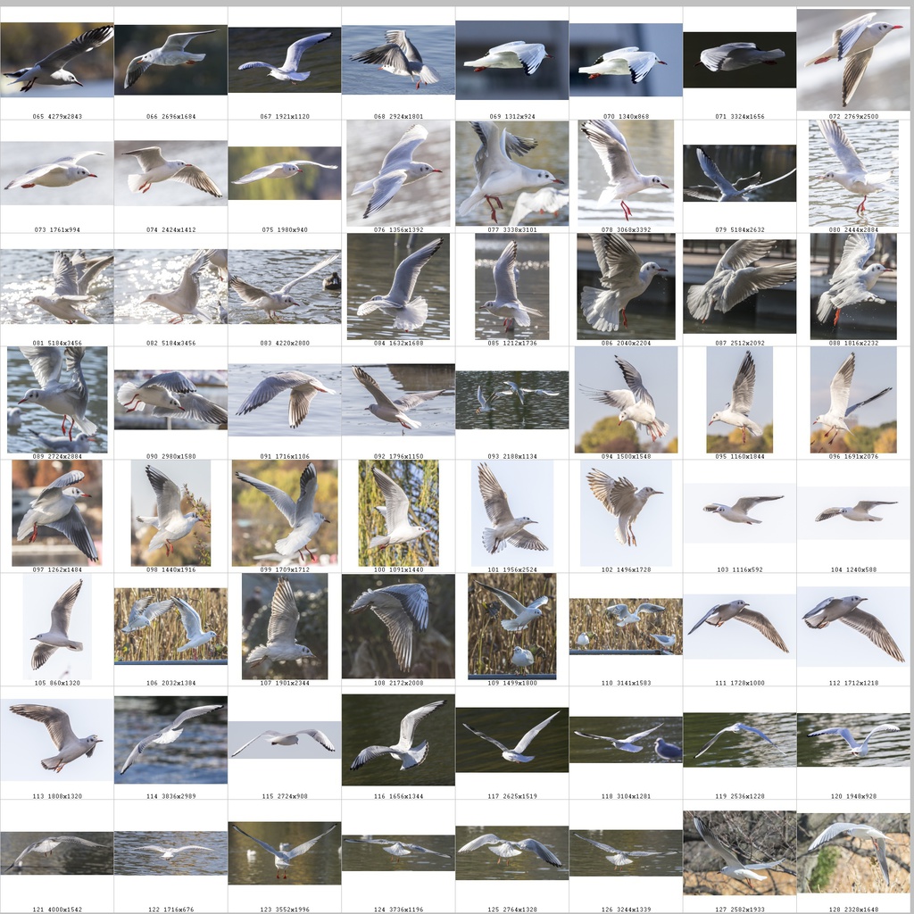 鳥のポーズ・素材集 ユリカモメ編