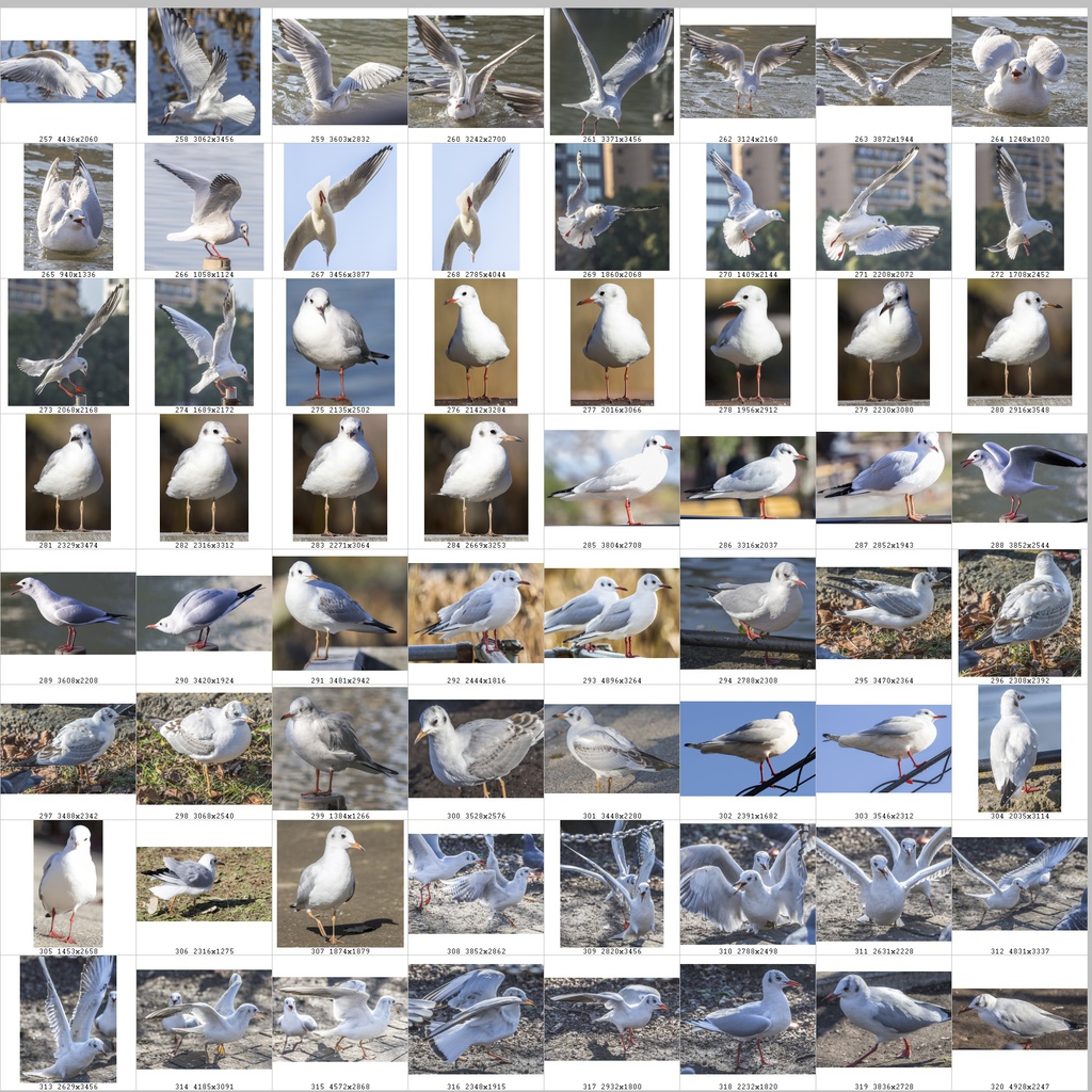 鳥のポーズ・素材集 ユリカモメ編