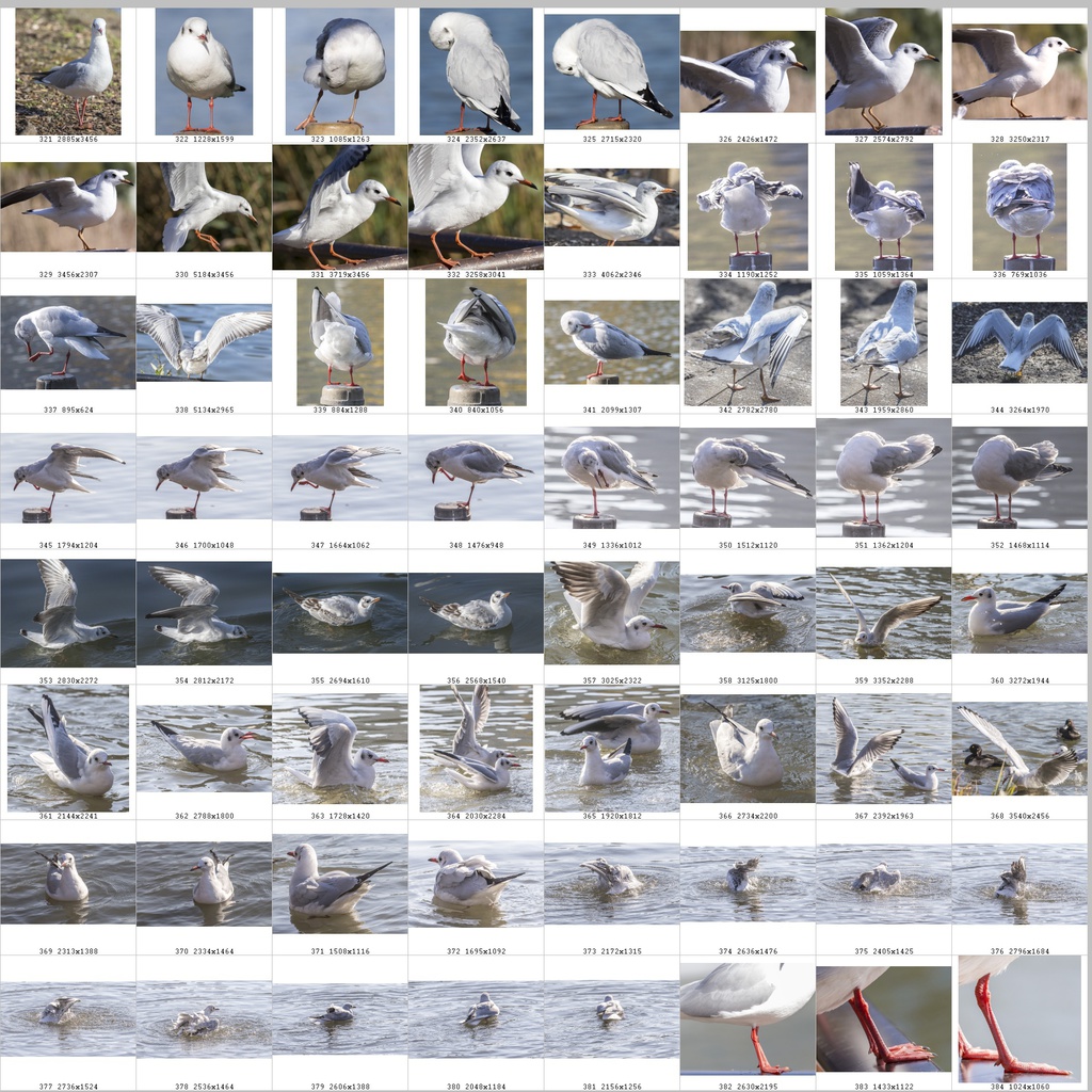 鳥のポーズ・素材集 ユリカモメ編