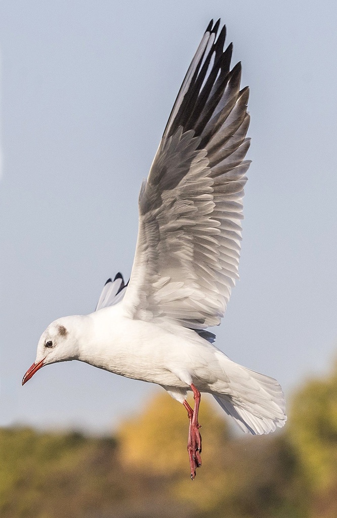鳥のポーズ・素材集 ユリカモメ編