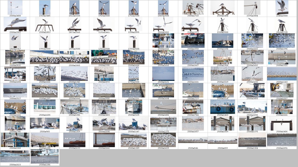 鳥のポーズ・素材集 ユリカモメ編