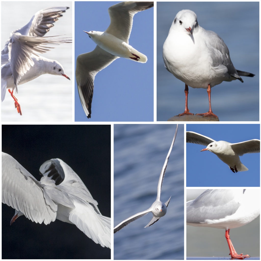 鳥のポーズ・素材集 ユリカモメ編