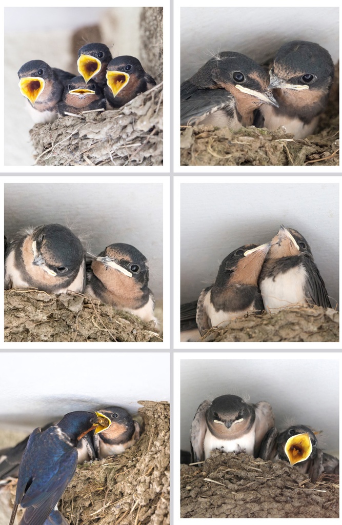 ツバメ写真集「Barn swallows」