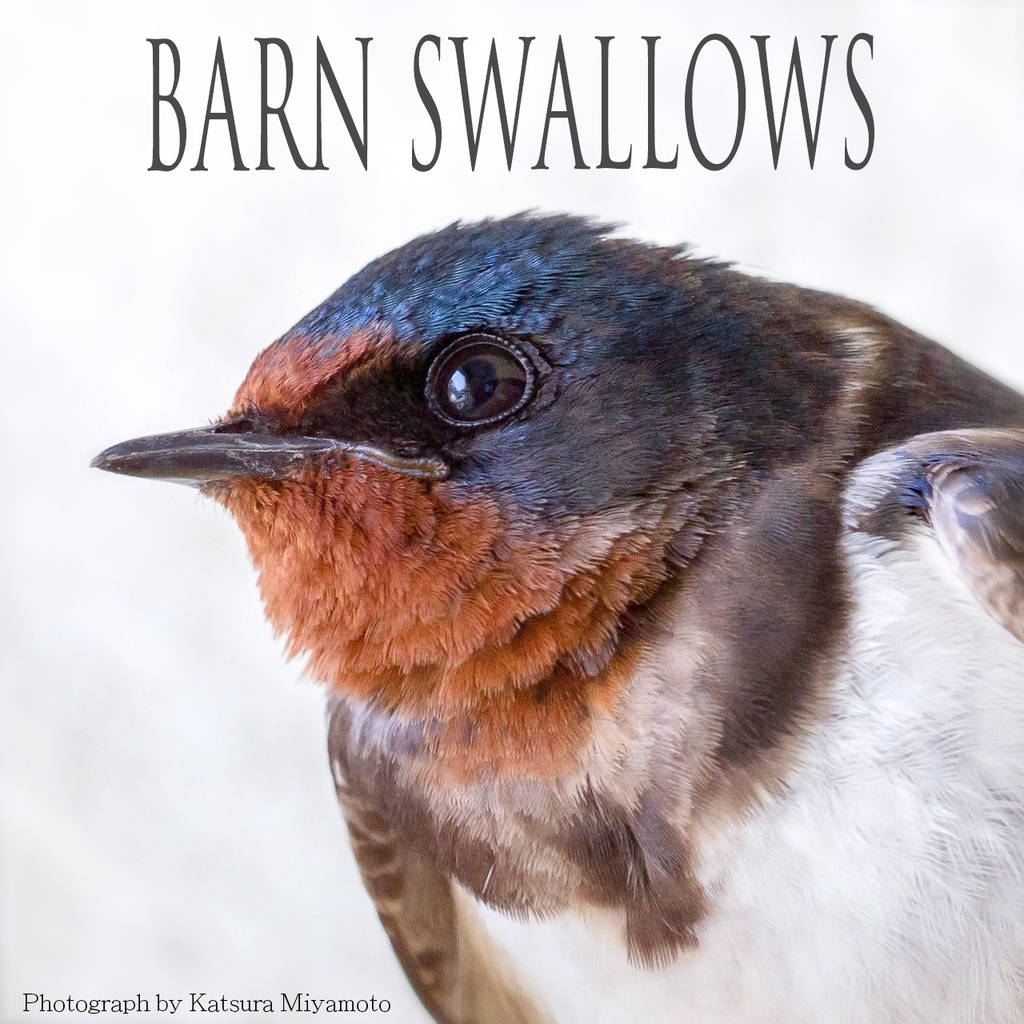 ツバメ写真集「Barn swallows」