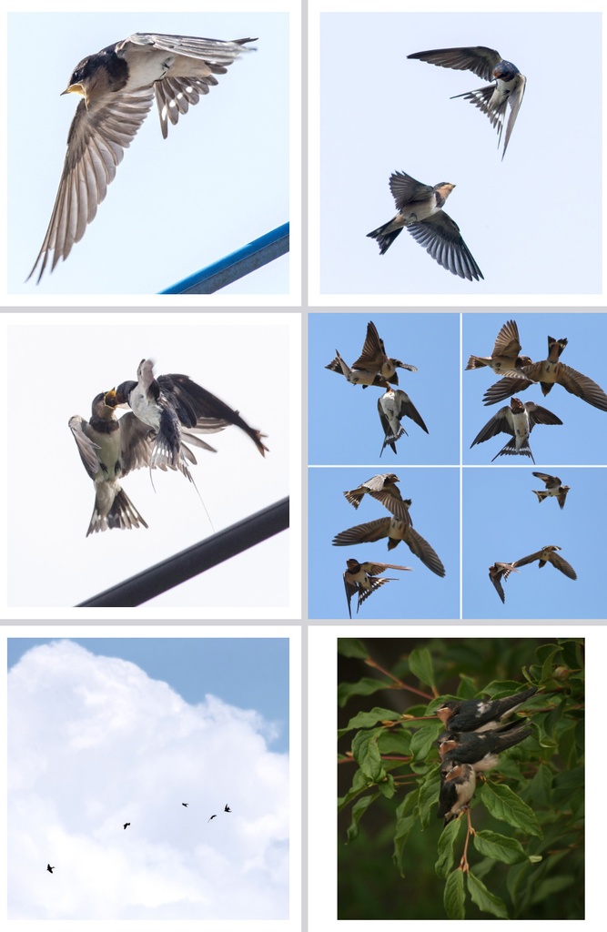 ツバメ写真集「Barn swallows」