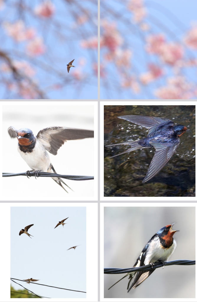 ツバメ写真集「Barn swallows」