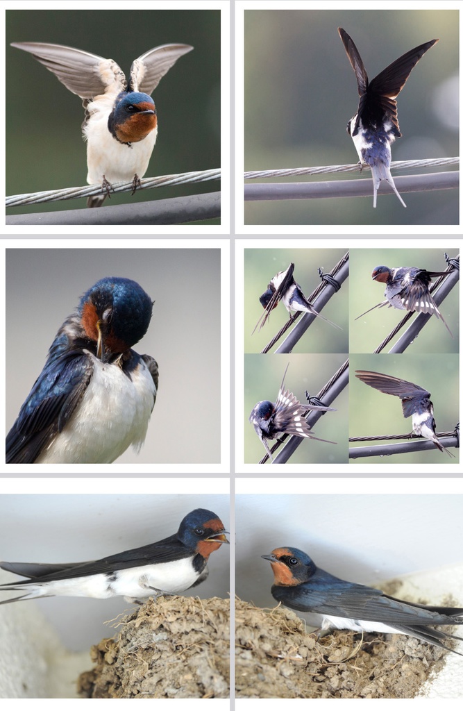 ツバメ写真集「Barn swallows」