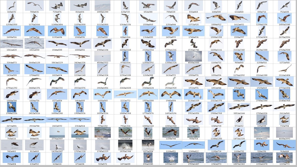 鳥のポーズ・素材集 ミサゴ編