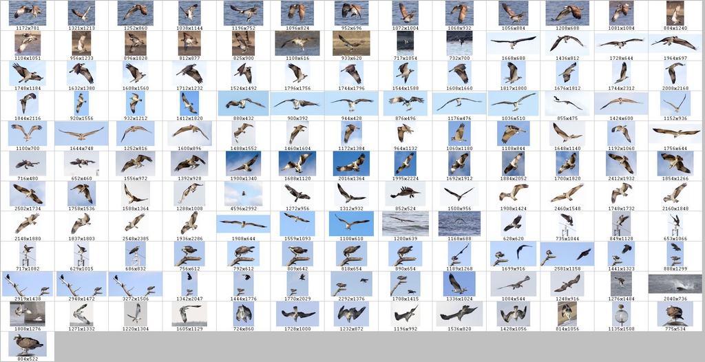 鳥のポーズ・素材集 ミサゴ編