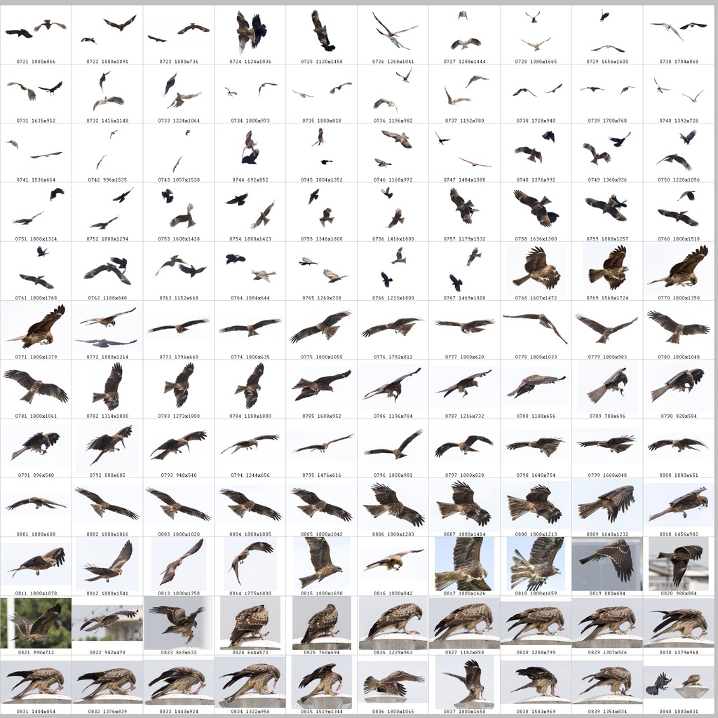 鳥のポーズ・素材集 トビ編