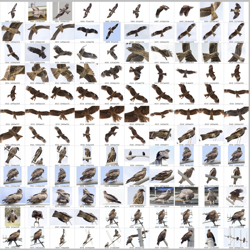 鳥のポーズ・素材集 トビ編