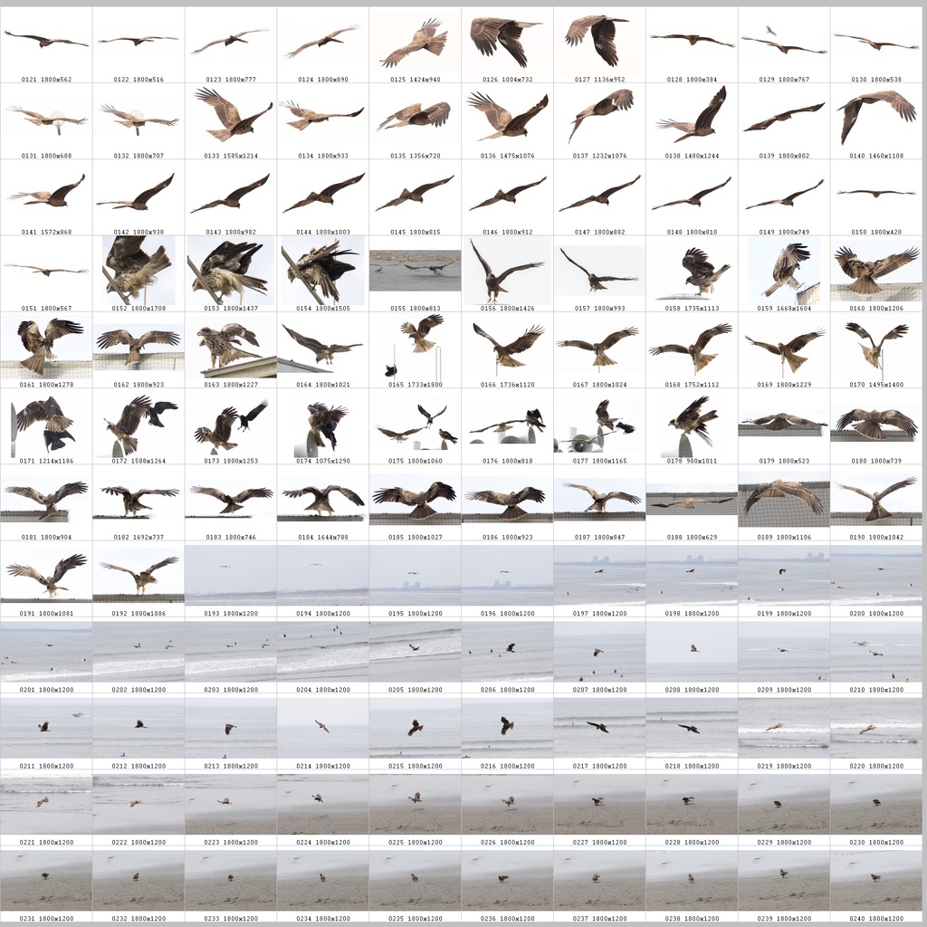 鳥のポーズ・素材集 トビ編