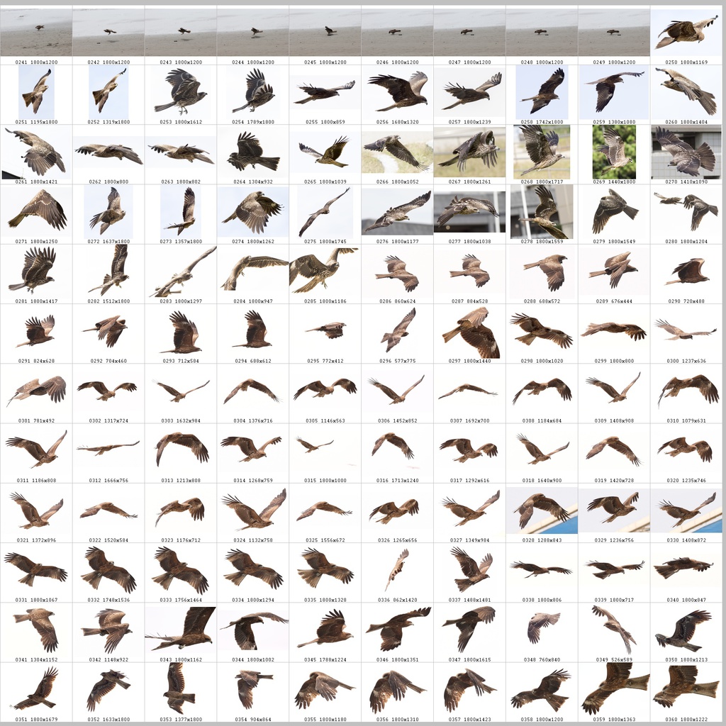 鳥のポーズ・素材集 トビ編