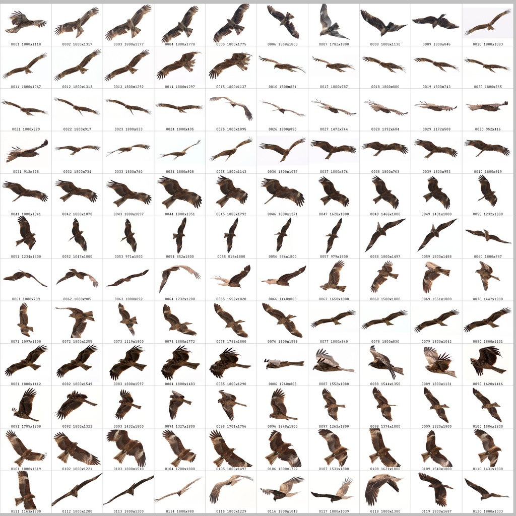 鳥のポーズ・素材集 トビ編