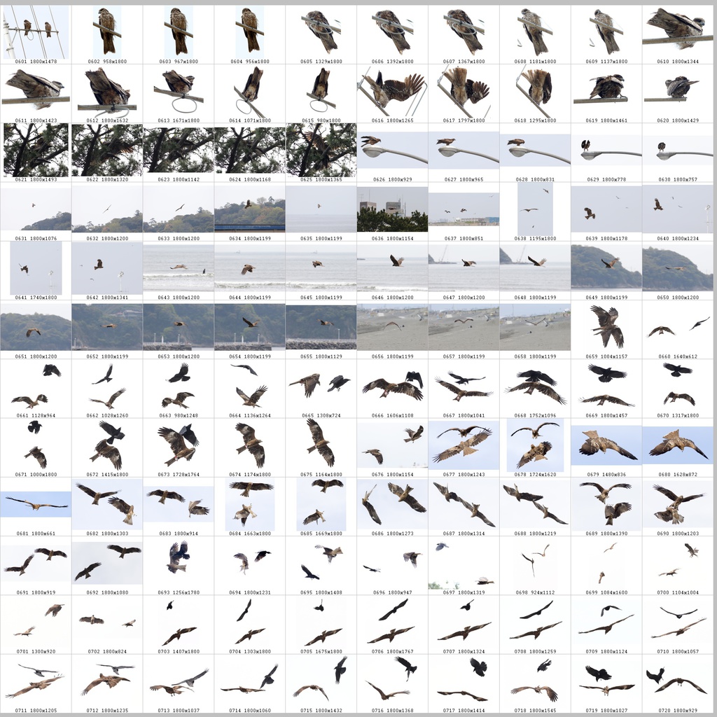 鳥のポーズ・素材集 トビ編