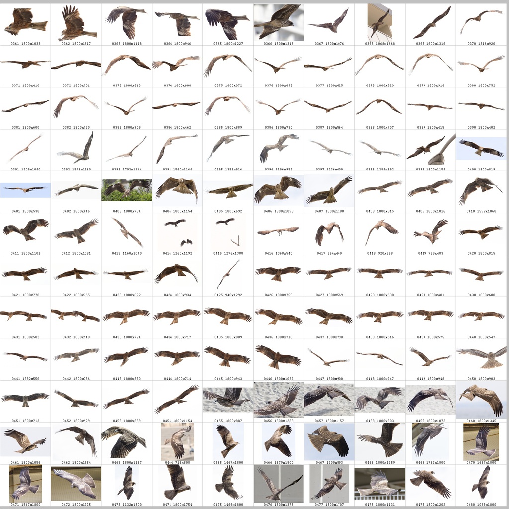 鳥のポーズ・素材集 トビ編
