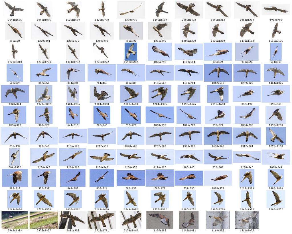 鳥のポーズ・素材集 チョウゲンボウ編