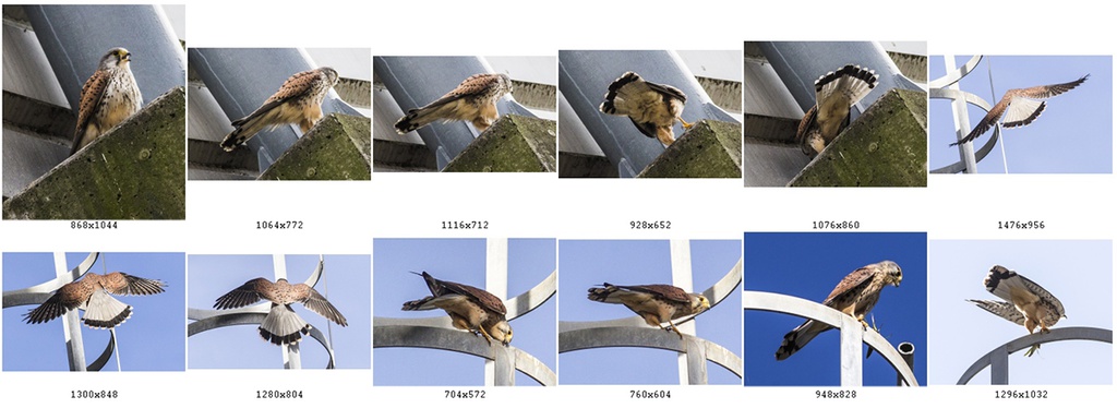 鳥のポーズ・素材集 チョウゲンボウ編