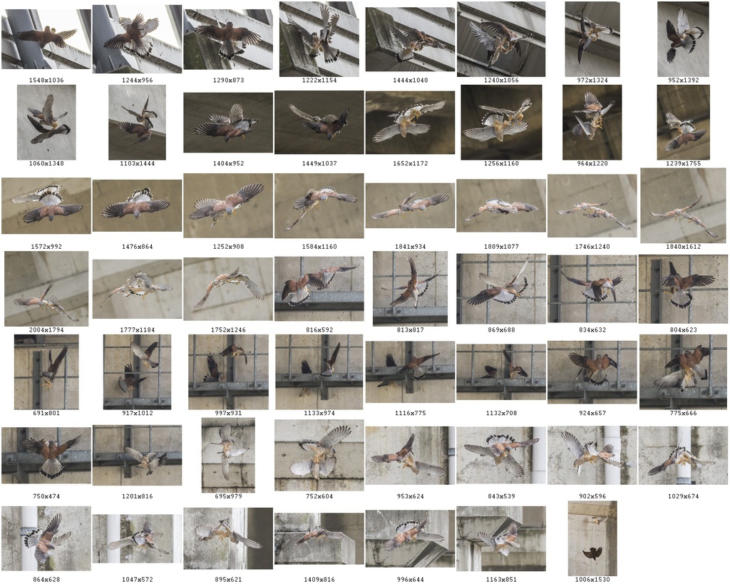 鳥のポーズ・素材集 チョウゲンボウ編