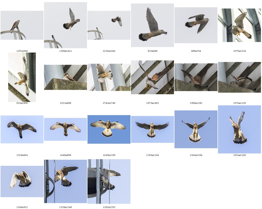 鳥のポーズ・素材集 チョウゲンボウ編