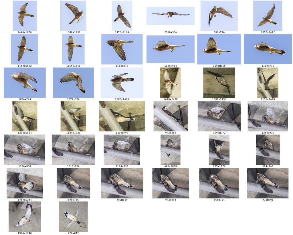 鳥のポーズ・素材集 チョウゲンボウ編