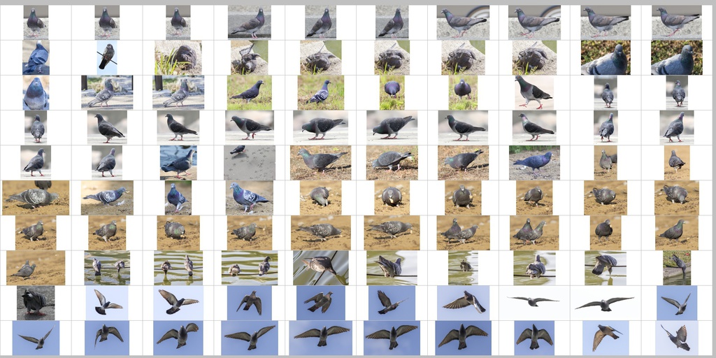 鳥のポーズ・素材集 ハト編