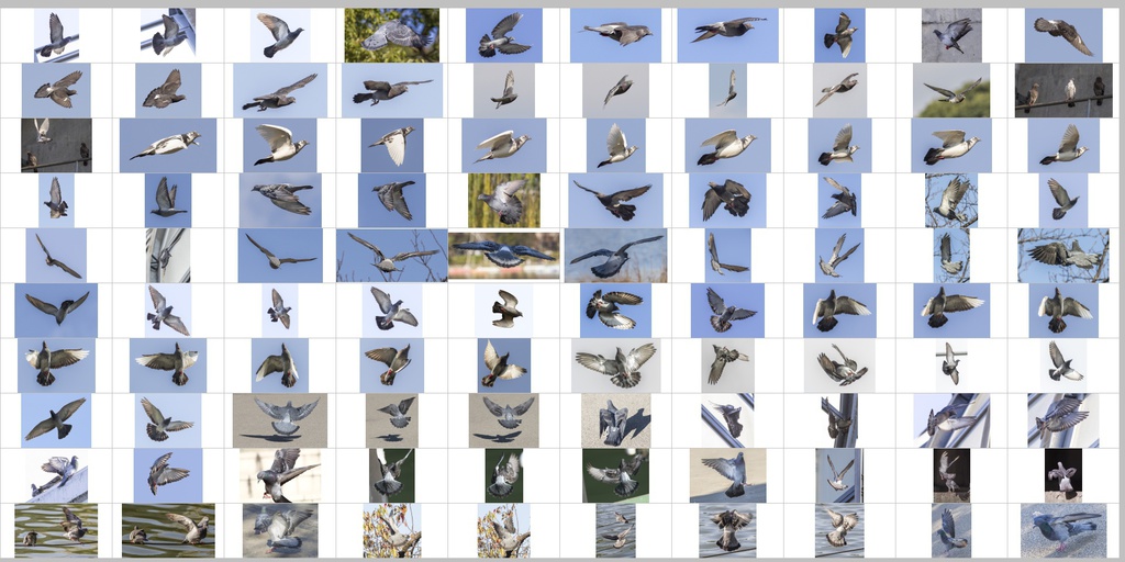 鳥のポーズ・素材集 ハト編