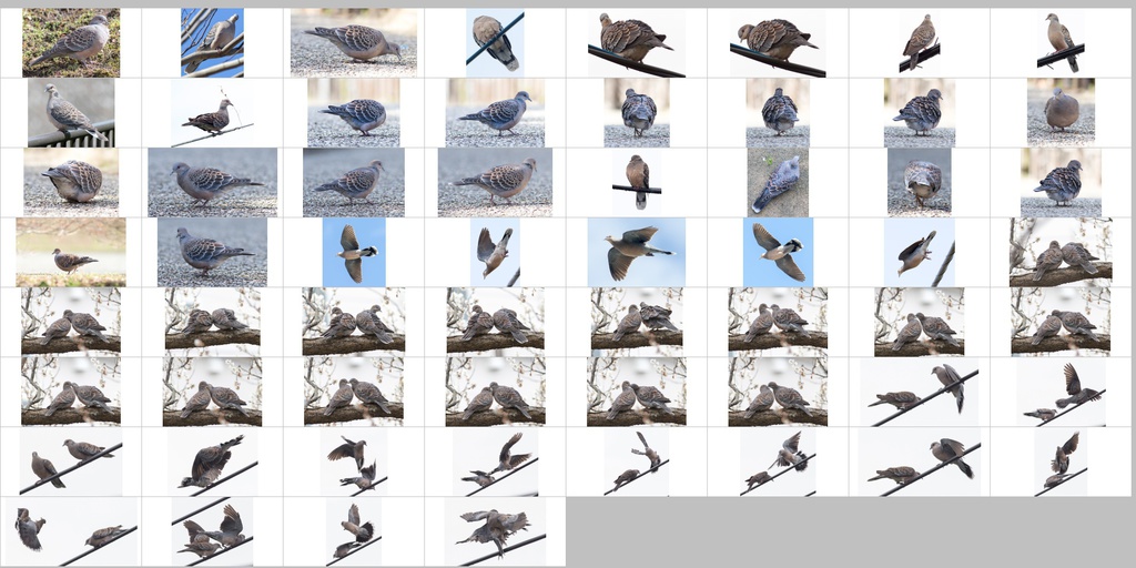 鳥のポーズ・素材集 ハト編