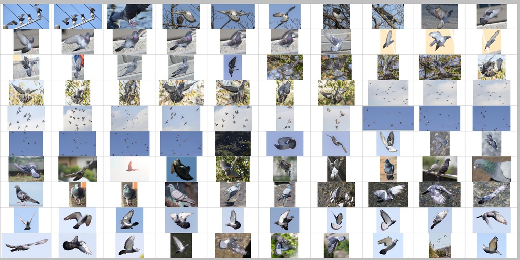 鳥のポーズ・素材集 ハト編