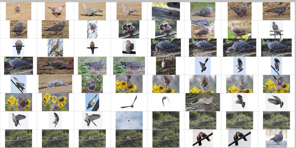 鳥のポーズ・素材集 ハト編